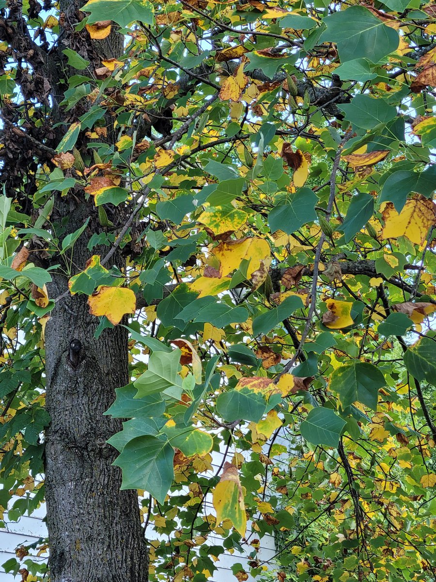 MU Plant Diagnostic Clinic tweet media