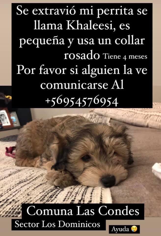 Las Condes se perdió khalesi, quién tiene a esta cachorra? Si la ven 56954576954 RT grc