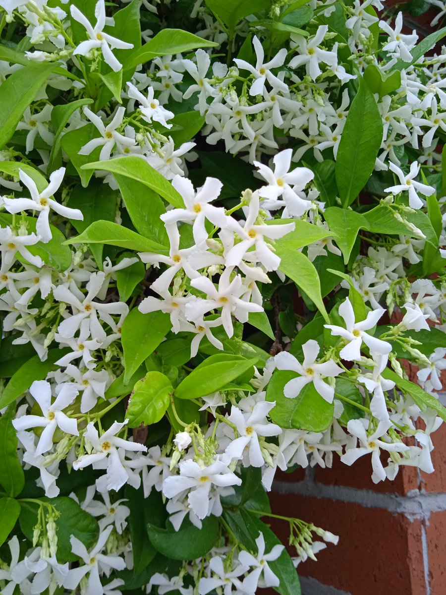 Jasmine..
📷 My Photo..🤍🤍🤍💚💚💚