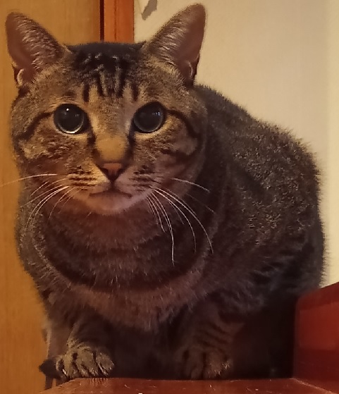 豊栄グループ本部（中の人Ａ）です。
5年ほど前に本部ビルに迷い込んできた猫、ラビを紹介します。土砂降りの雨の日、その子猫は足に怪我をして本部ビルに迷い込んできたので、獣医さんに診てもらって我が家へ。
小さかった体は、そこそこ大きくなり臆病ではありますが元気に過ごしています。