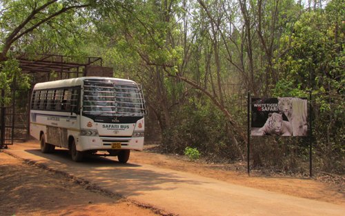 Bhubaneswar: The lion bus safari services in Nandankanan Zoological Park in the capital city of Odisha resumed from today after one and half years, informed Deputy Director Dr. Sanjeet Kumar. The safari bus service was halted on March 15, 2020.

utkalupdates.com/trending/lion-…