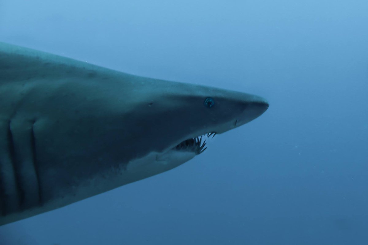WeAreBrisbane's tweet photo. Another local, critically endangered #SandTigers (#GreyNurseSharks to us Queenslanders) were the world's first sharks to be protected. Demonized for years for their large & toothy appearance, there are only ~1000 of these slow moving gentle giants left on Australia's east coast. https://t.co/WzzIWzM37t