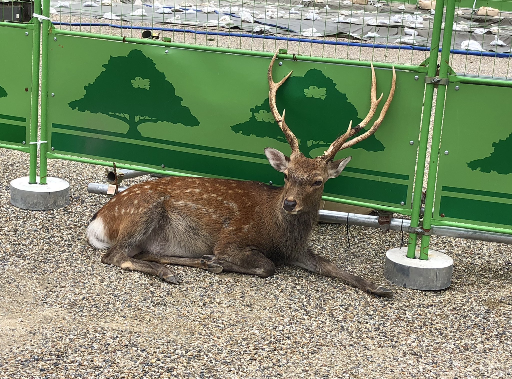 中金堂多聞天 立派なツノの鹿のことも同じ 青年たちが かっこいいツノ の鹿を見つけ 近づいて行った 恐る恐る触ろうとしながらも 怖いな と言った 危険な旨伝え 彼らは ある程度離れたところから写真を撮っていた まだ尖ったツノの鹿は少ない どうも