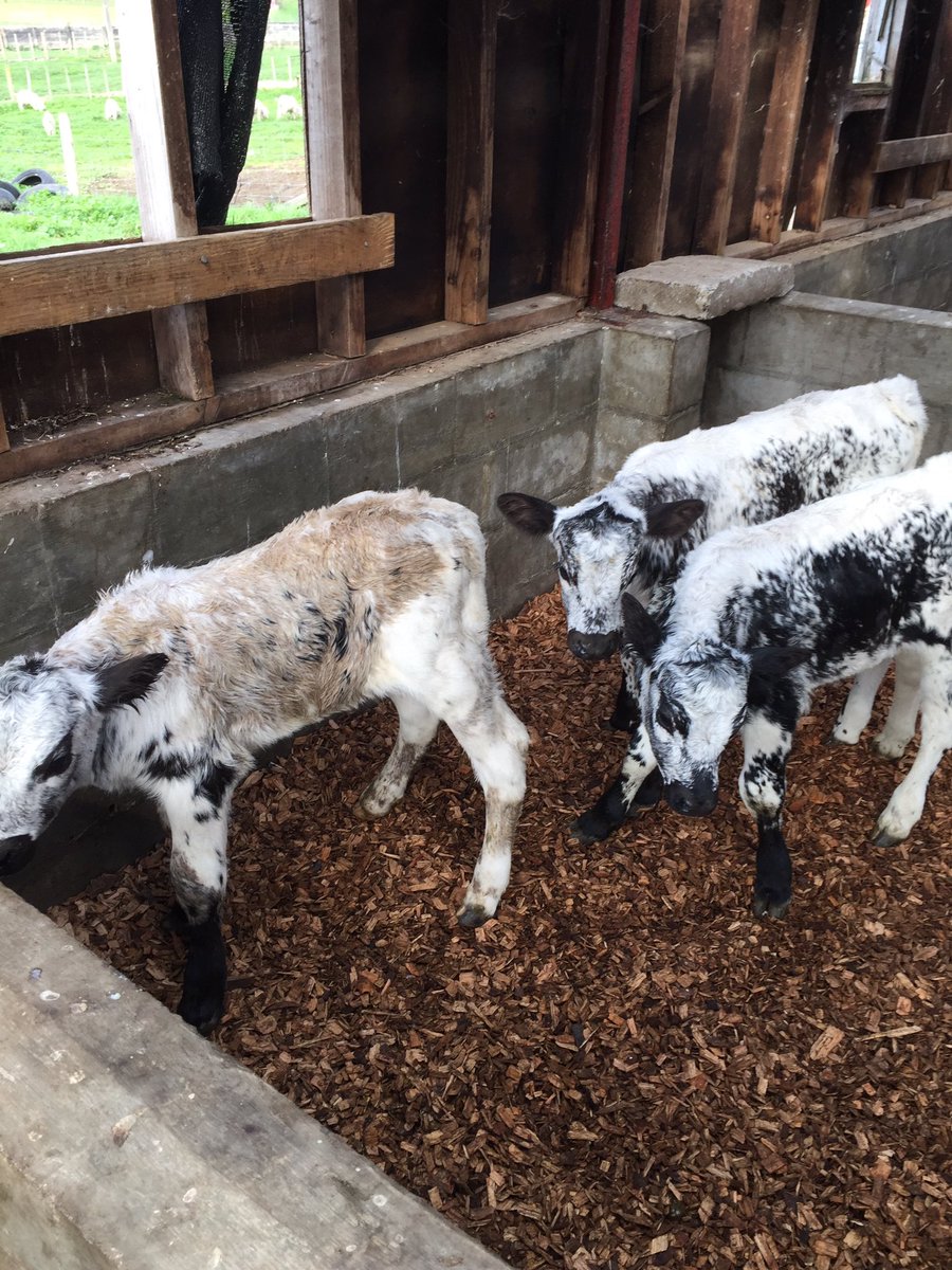 I’ll see you and raise you even more 😜😜😜<a href="/Lewisridge_Farm/">Chris🥛Proud Food Producer 🐄🐂</a> <a href="/juliajones110/">Jones, Julia</a>