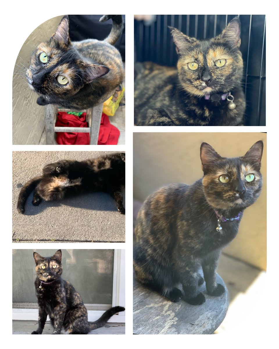 HELLAcheezy's tweet photo. PLEASE HELP FIND RAMBO &amp; PLEASE REPOST
#LOSTCATOCEANSIDE #OCEANSIDE #REPOST #SHADOWWAYAPARTMENTS https://t.co/DfPcr4zuc3
