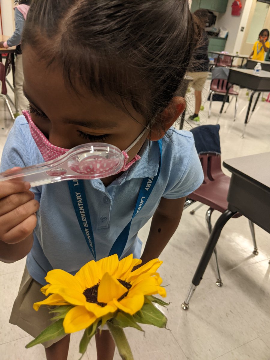 Mr_Marcotte's tweet photo. Our youngest Sea Turtles kicked off the first week of school with some science activities- using magnifying glasses to get a closer look and Elephant Toothpaste @lgeseaturtles https://t.co/iRQK164yV5