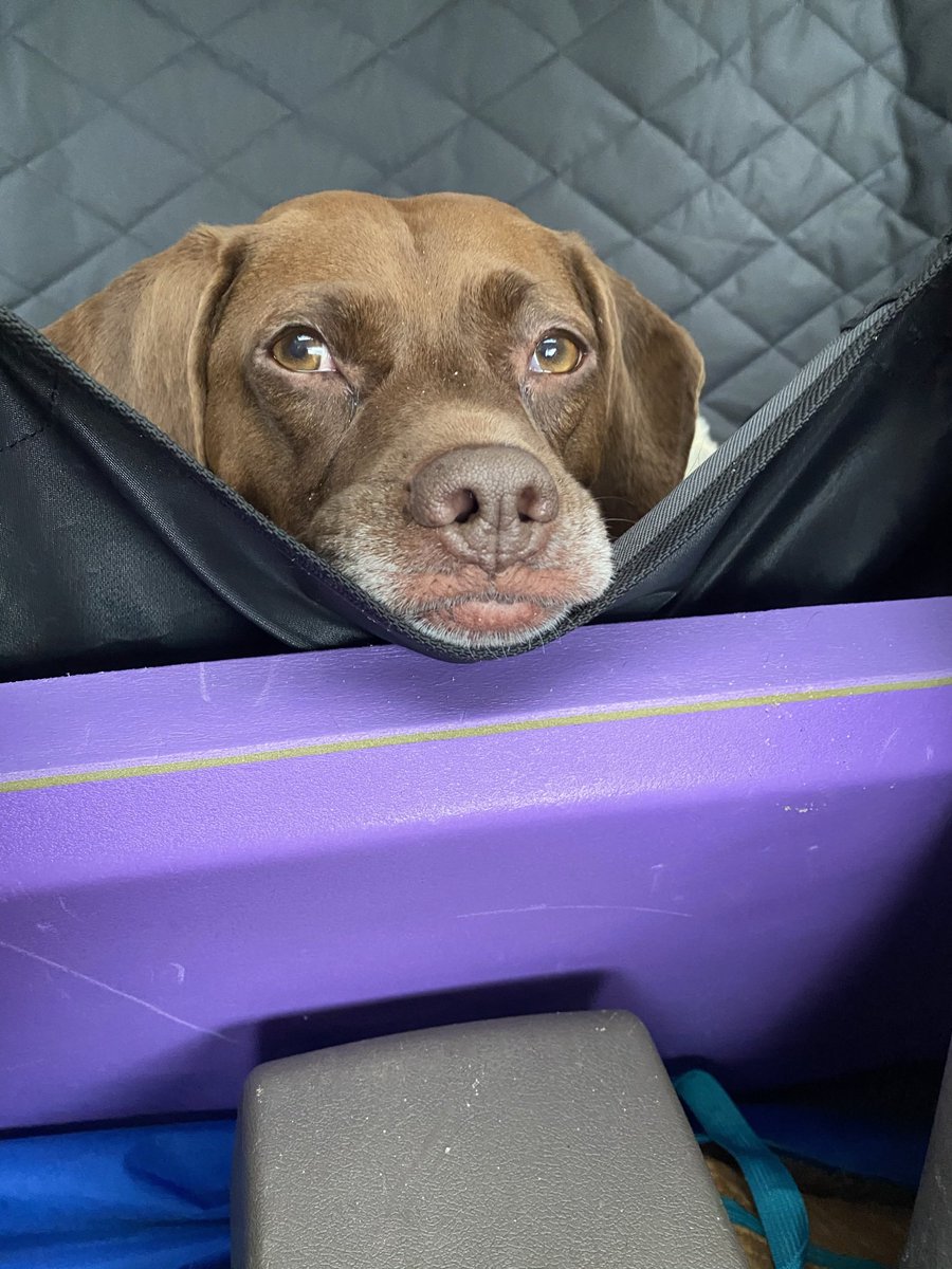 Sending love to you. Jack looks so sweet. This is our 7.5yo lady Fenner ❤️