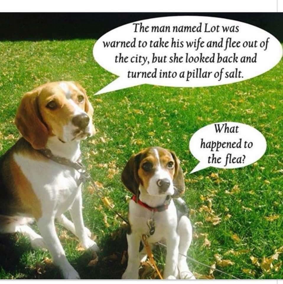 SpikeWonderDog's tweet photo. It's a perfectly valid question. #bibledogs #doglife #laffs https://t.co/iPEGrwJqKc. https://t.co/avfPuUkjZl