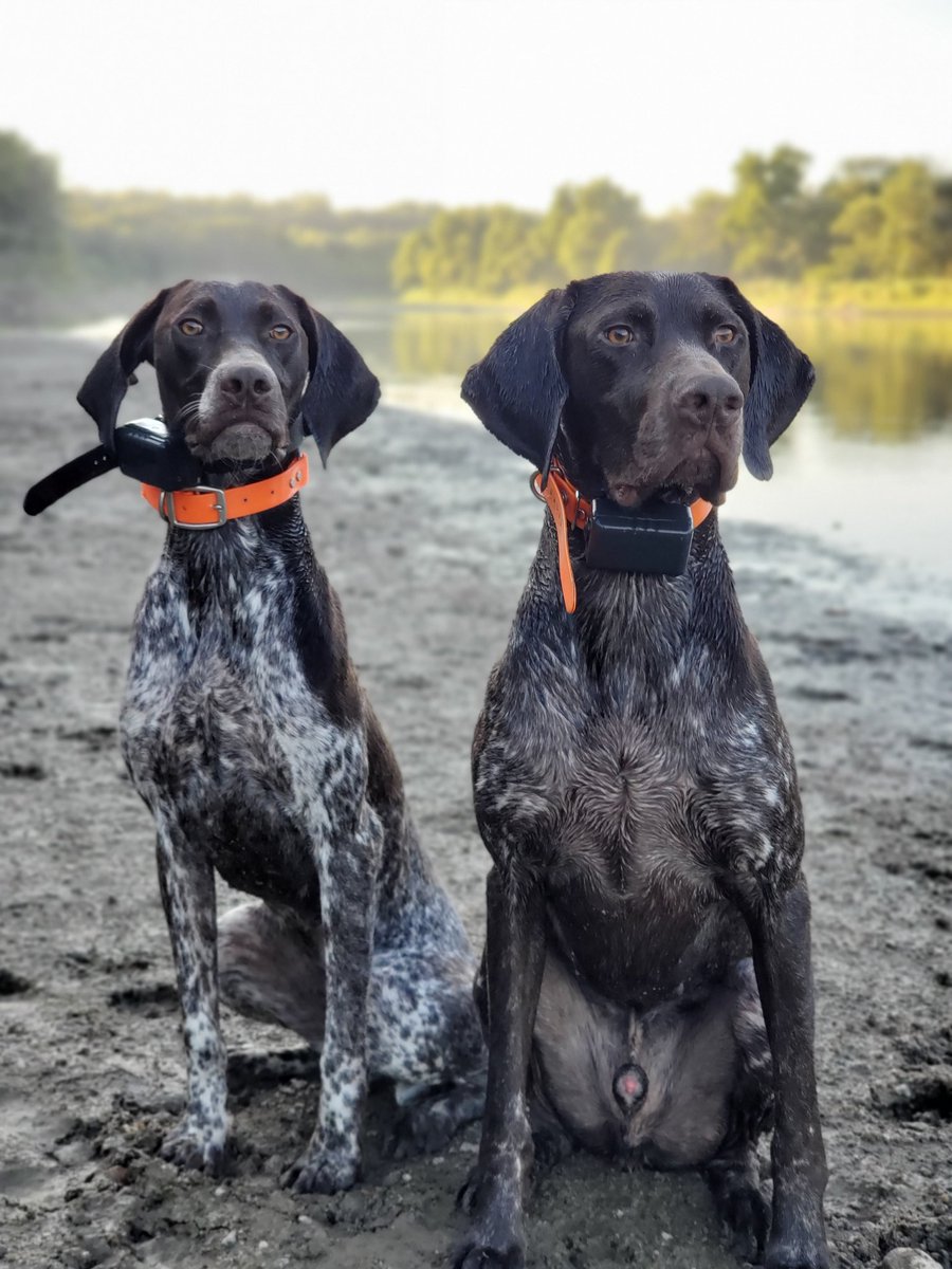 iahuntress's tweet photo. Some pre-season conditioning tonight for Maya and Dozer. #iowariver @pheasants4ever #topgunkennels https://t.co/GWr3Vqa4Wf