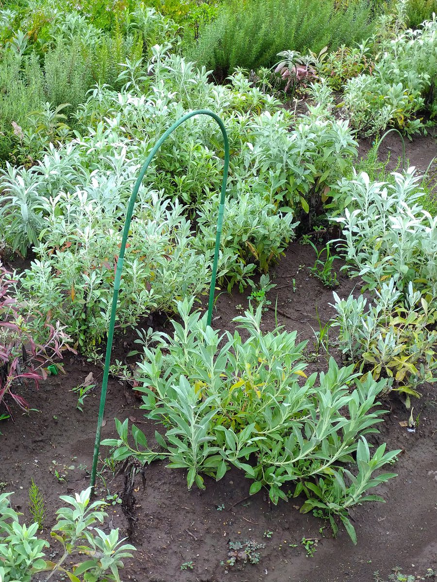 ホワイトセージ栽培中 Herb White Sage Twitter ホワイトセージ栽培中 Herb White Sage Twitter