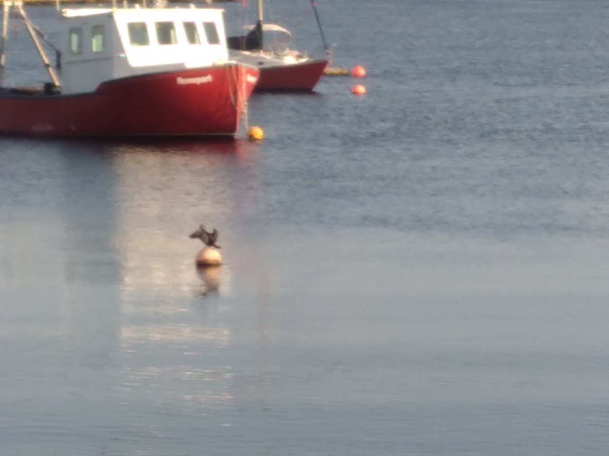 anneleithcurran's tweet image. Caught a little bit of a breeze while someone is out spreading its wings to cool off #KetchHarbour⛵🦤🐟🌞
