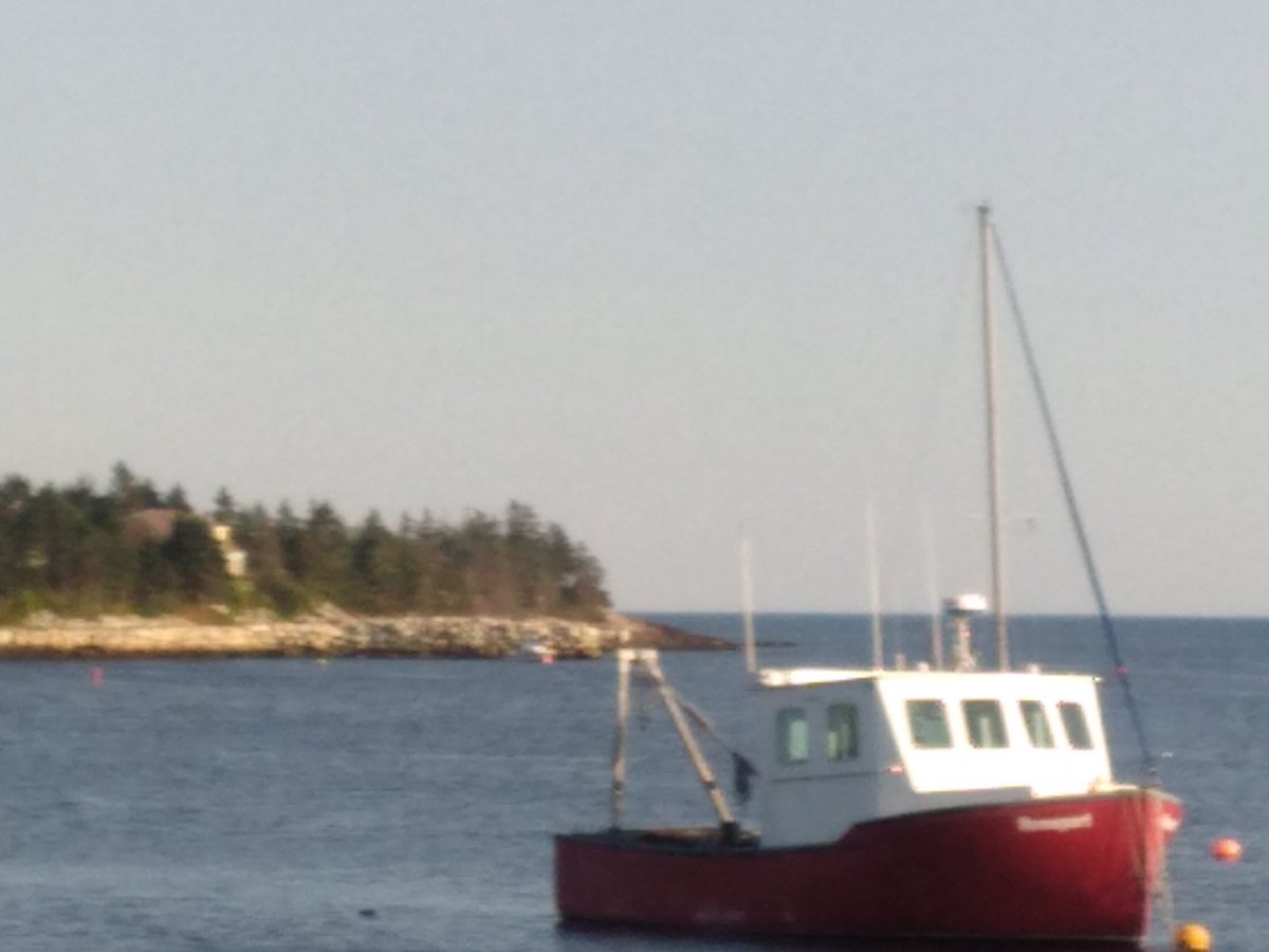 anneleithcurran's tweet image. Caught a little bit of a breeze while someone is out spreading its wings to cool off #KetchHarbour⛵🦤🐟🌞