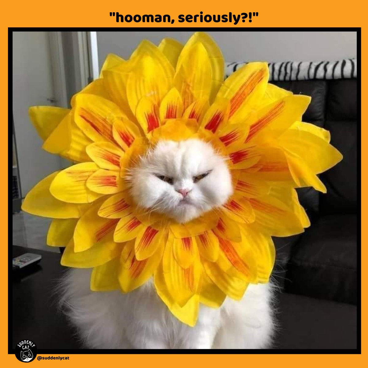 CatSuddenly tweet picture