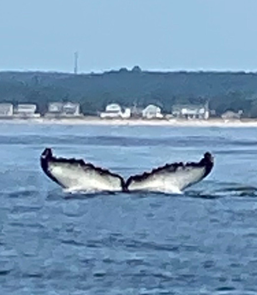 My sister &amp; I took Herman Melville’s advice to “sail about a little and see the watery part of the world.”

Co-captaining a sailboat, harnessing wind, calculating tides, studying marine ecosystems, for a month; including a serendipitous drifting with a juvenile humpback whale! 🐋