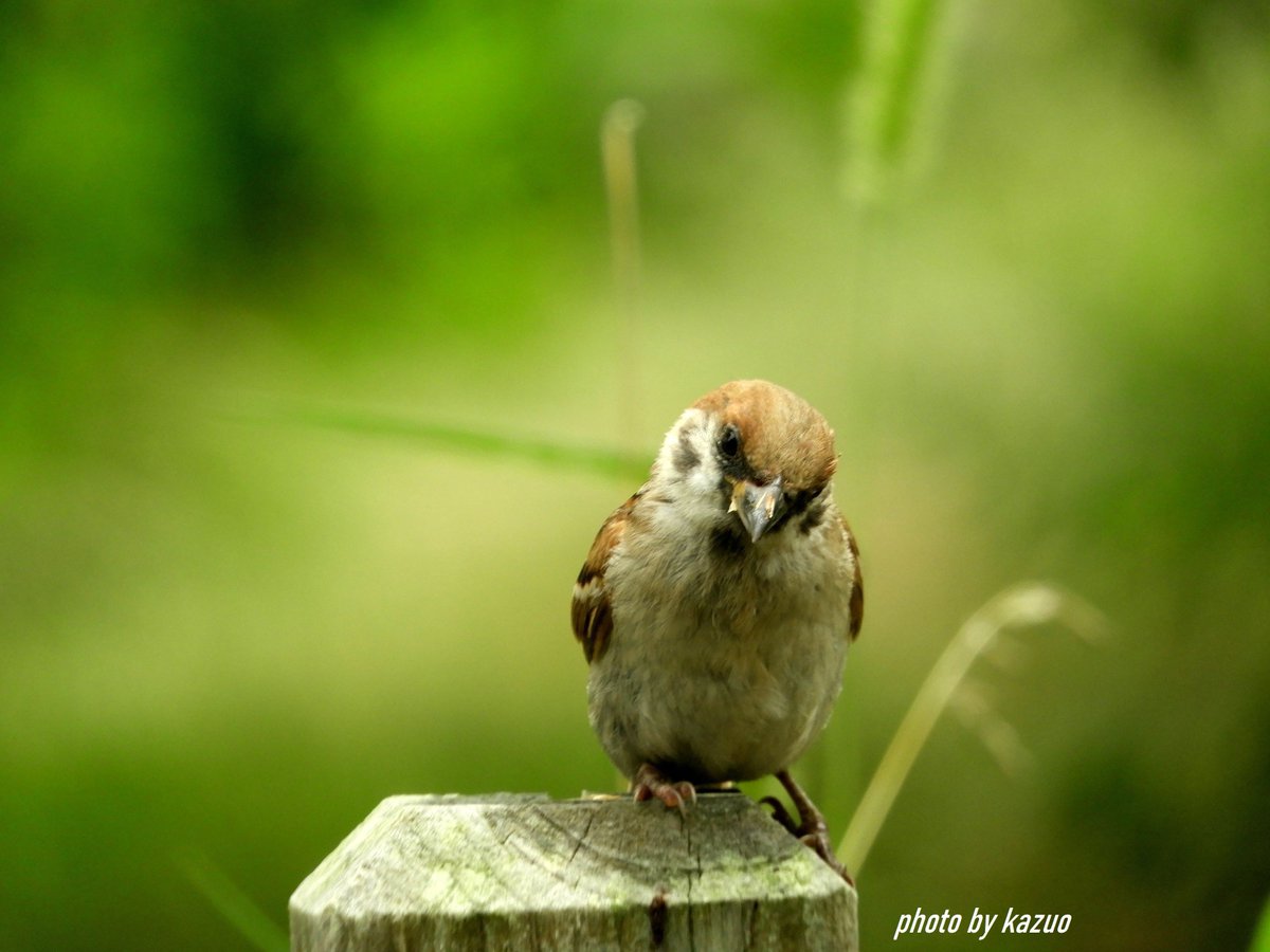 Hashtag 雀 Auf Twitter Hashtag 雀 Auf Twitter