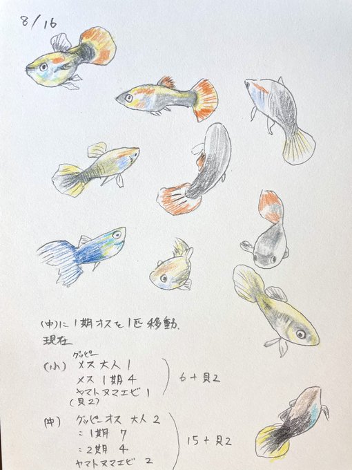 グッピーのtwitterイラスト検索結果