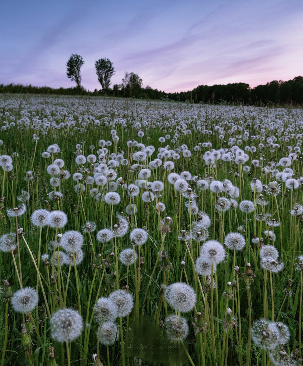 GoHawksForever's tweet photo. What do you see?!  Weeds or wishes?!?! 😌 https://t.co/3xf2wVPfl8