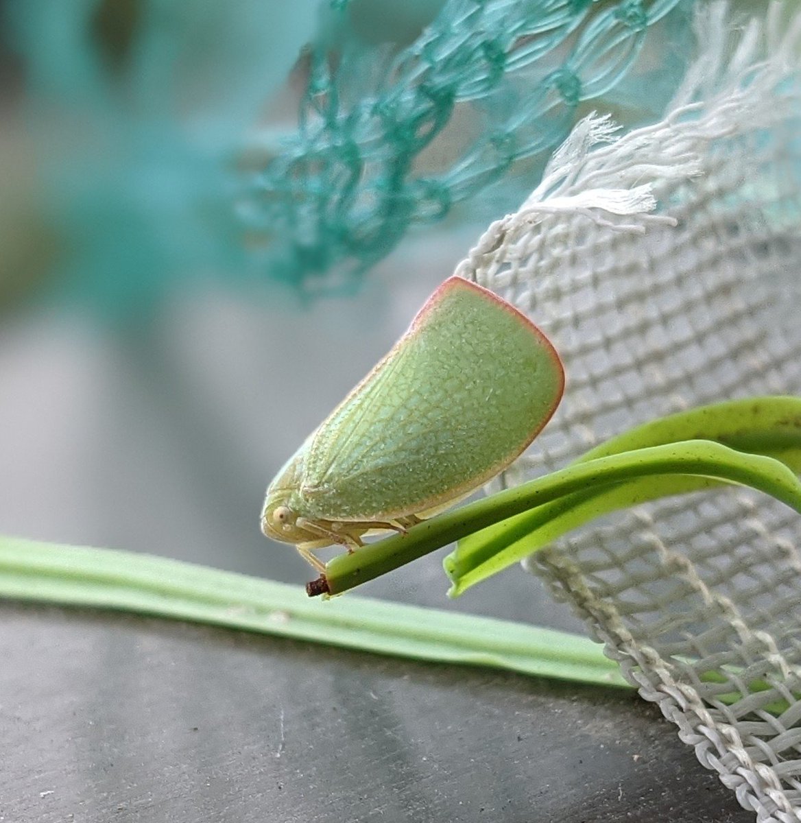 害虫 最新情報まとめ みんなの評価 レビューが見れる ナウティスモーション 3ページ目