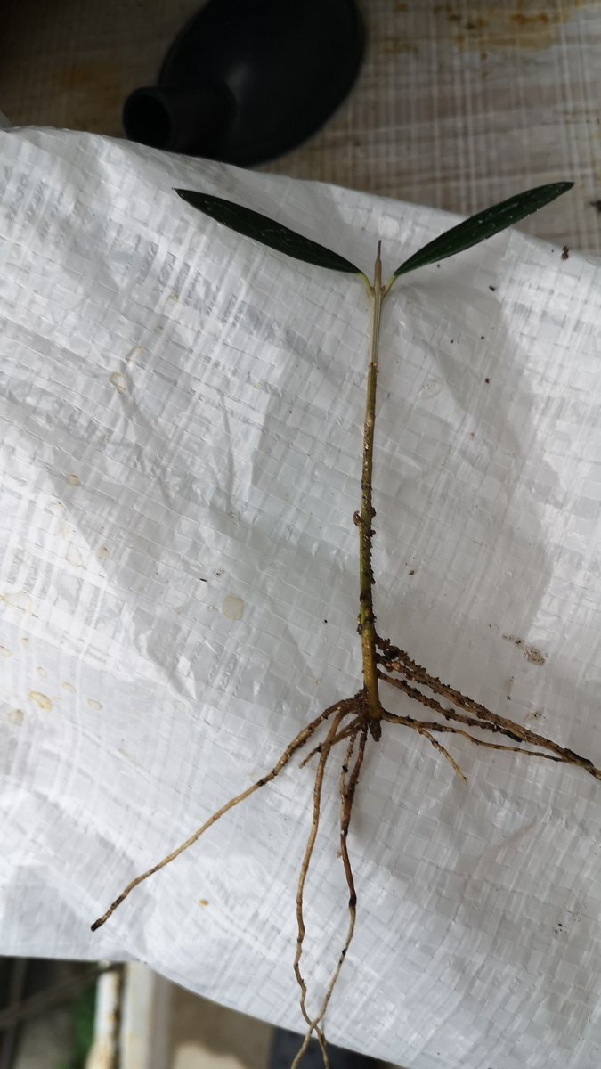 ダブルファクター على تويتر オリーブも挿し木をしたら発根していました おそらくルッカです