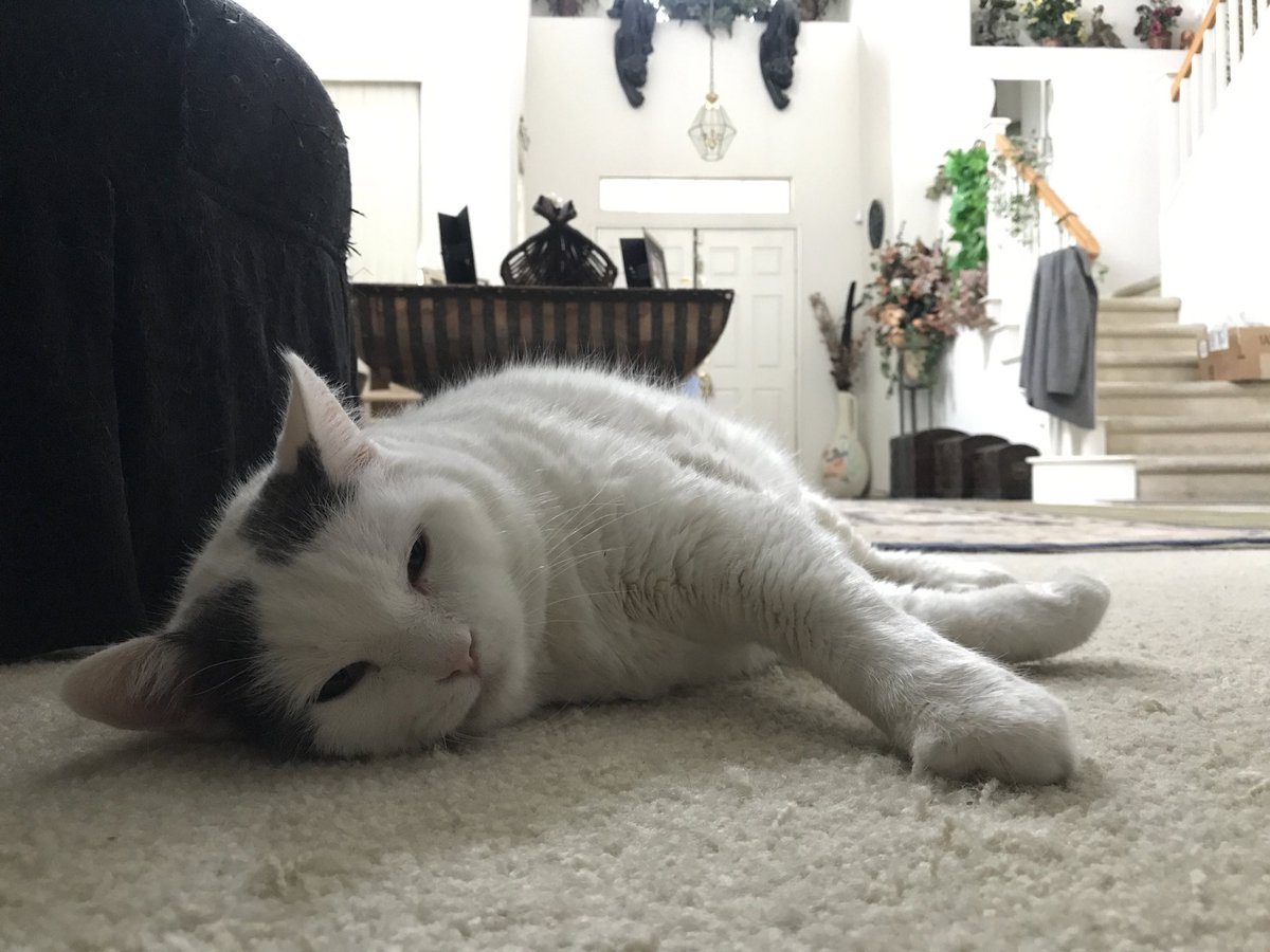 ThompsonDaCat tweet picture