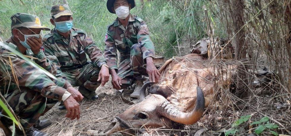 MekongTom's tweet photo. #AntiSnare #AsianSnaringCrisis
Two more recent captures of iconic + threatened species #Banteng #Cambodia photo @WildlifeRescue @IUCN_WildCattle & #leopard #Nepal photo @WildTigerNews @JackKinross
Snares massive threat to iconic species across #Asia Action urgent + critical https://t.co/7QCXoJbBJp