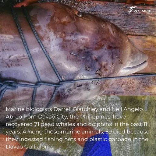 rkcmpd_eria's tweet image. In the past 11 years, marine biologist Darrell Blatchley and his team have recovered 71 dead whales and dolphins, 59 of them died due to fishing nets and #plasticgarbage inside their stomachs in the Davao Gulf, the Philippines alone. #marineplastics #savemarineanimals