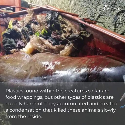 rkcmpd_eria's tweet image. In the past 11 years, marine biologist Darrell Blatchley and his team have recovered 71 dead whales and dolphins, 59 of them died due to fishing nets and #plasticgarbage inside their stomachs in the Davao Gulf, the Philippines alone. #marineplastics #savemarineanimals