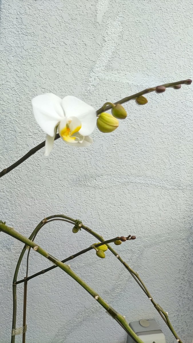 やまとじちゃん 大和路法律事務所 まさかの二度咲きの予兆かな 胡蝶蘭 二度咲き