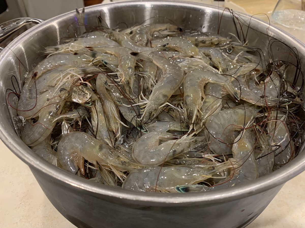 GofishLA's tweet image. Catching dinner in Lower Alabama #castnet #catchingshrimp #SaltLife #Fairhope