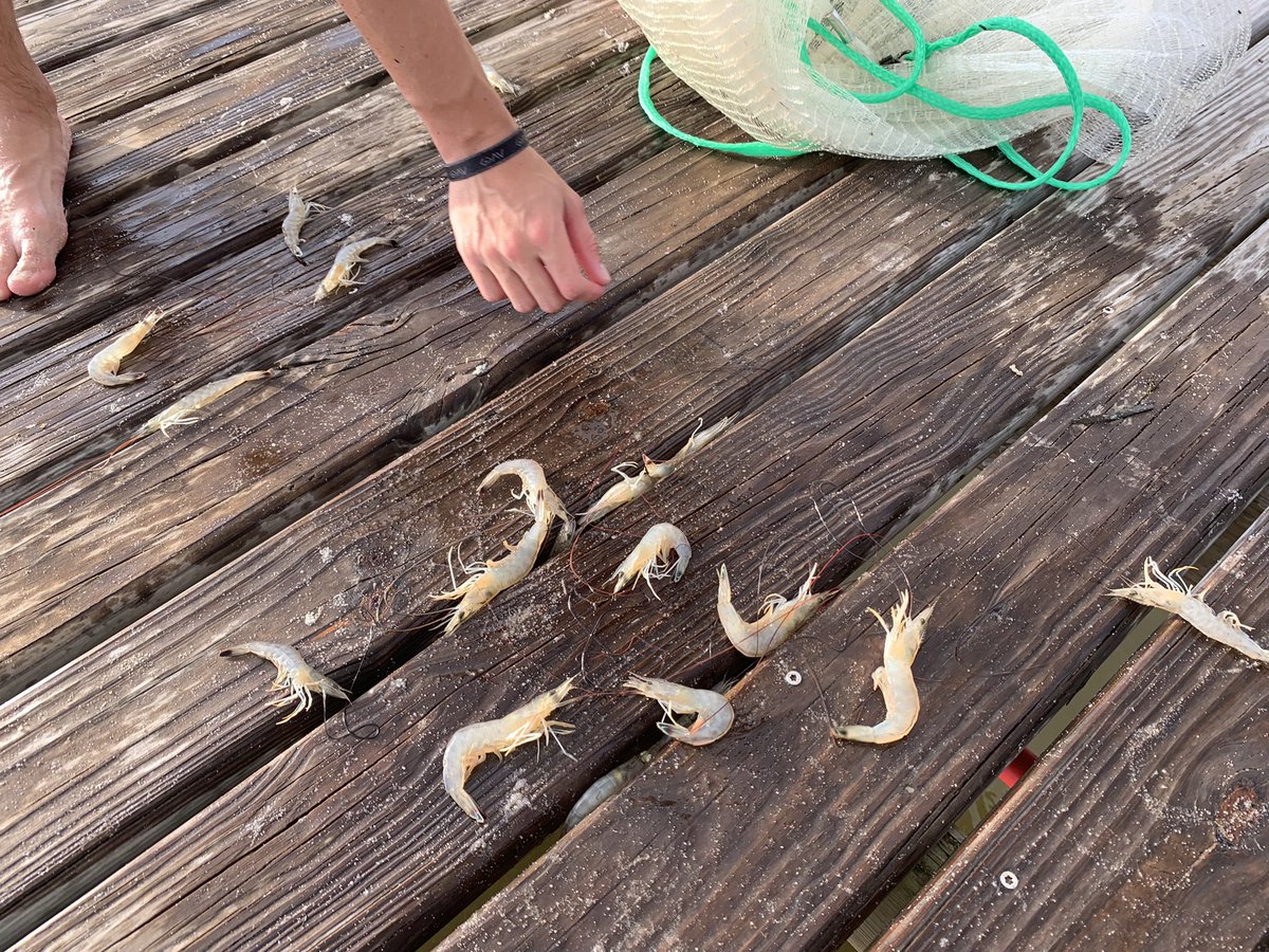 GofishLA's tweet image. Catching dinner in Lower Alabama #castnet #catchingshrimp #SaltLife #Fairhope