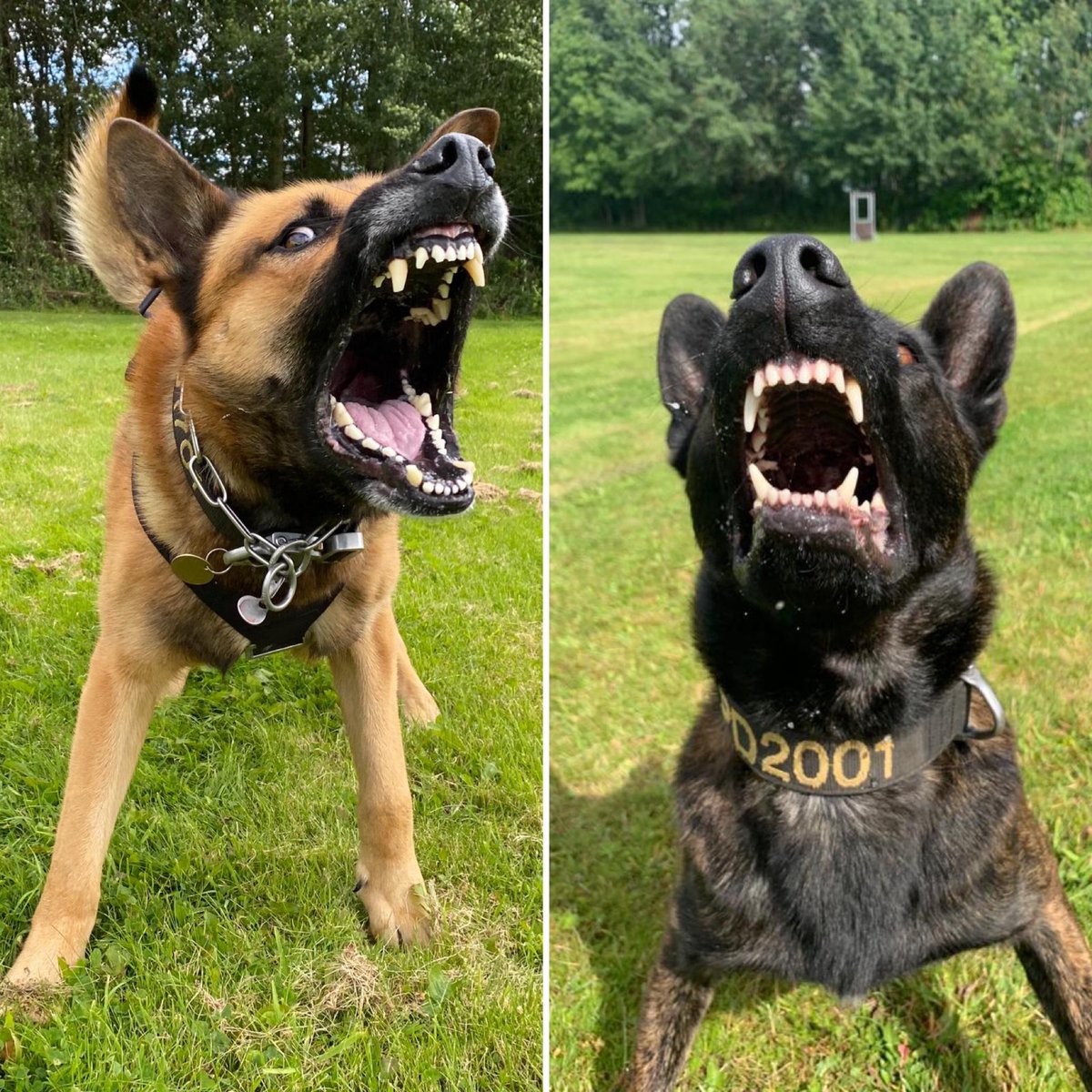 ChNWPoliceDogs's tweet photo. Fantastic team work tonight by PD Mikko 🐕 &amp; PD Logan, 🐕 they assisted @cheshNWalesAAP &amp; @NPASNorthwest colleagues with location a person wanted for serious offence. Well done boys 👏🐾#DreamworkTeamwork #RedTeamDogs https://t.co/MEjYZoFljy