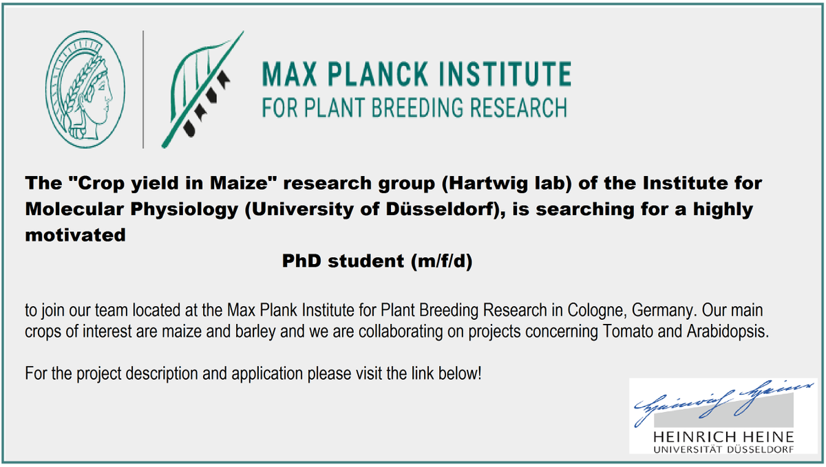 agristok's tweet photo. A Funded PhD Position in The Crop yield in Maize research group University of Düsseldorf, Germany ... Please retweet ! For details visit the link below. https://t.co/huQsJfJDoM https://t.co/FVpjXIF0Rf