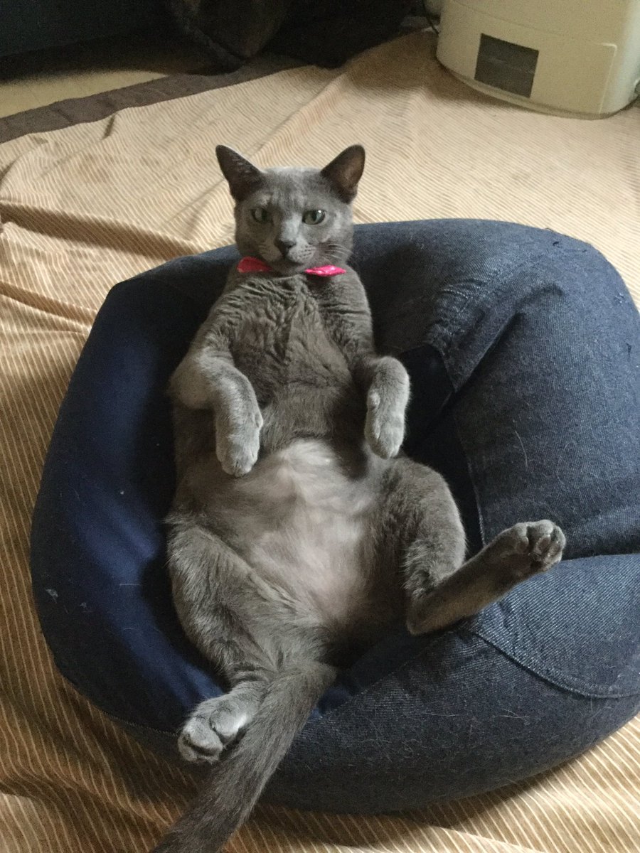 HakuLush's tweet photo. へそ天女子

#ロシアンブルー
#ねこ
#猫
#へそ天
#russianbluecat
#russianbluegirl https://t.co/QzbXROoErm