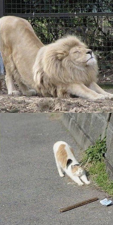 joanna__lee's tweet photo. What I think my personality is like vs reality https://t.co/37vGVViLjz