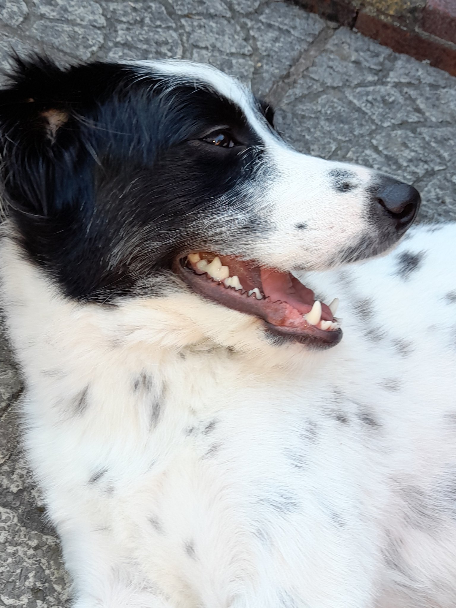  Happy birthday Nelly!   hope you get lots of treats     Rosie says woof woof!  
