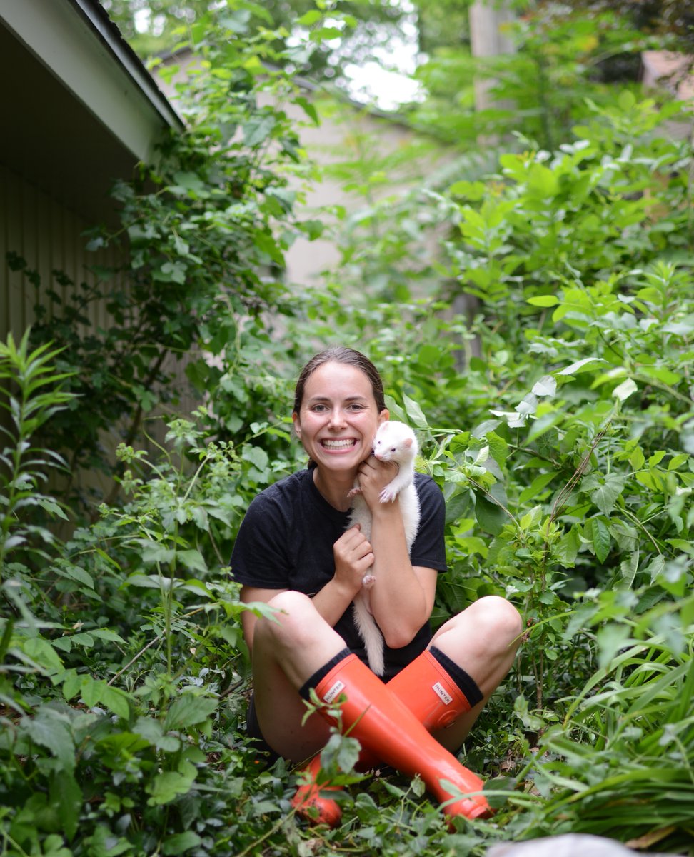 TheModernFerret's tweet photo. The backyard is going NUTS right now ! And the ferrets are loving it ! Do you take your ferrets outside much? What spots do they like the best? https://t.co/pDlc2r3xTu