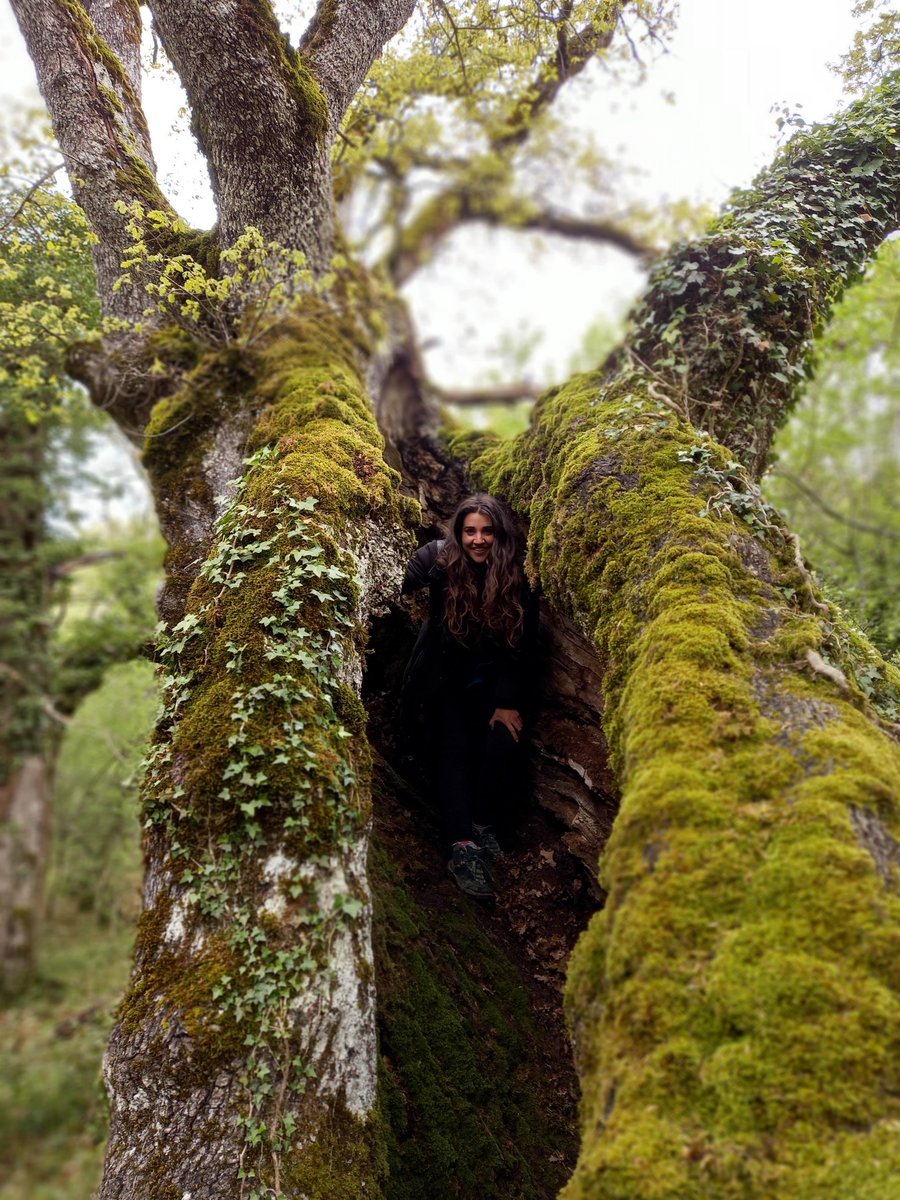 0Bibos6's tweet photo. Árboles mágicos como este del puerto de Goñi nos han acompañado en este baño de bosque.
#innovasocial #bibos6.0 #foresna #unav #granjaescuelaguresustraiak #bosquesalud #basartea https://t.co/AJHwuU5pSy