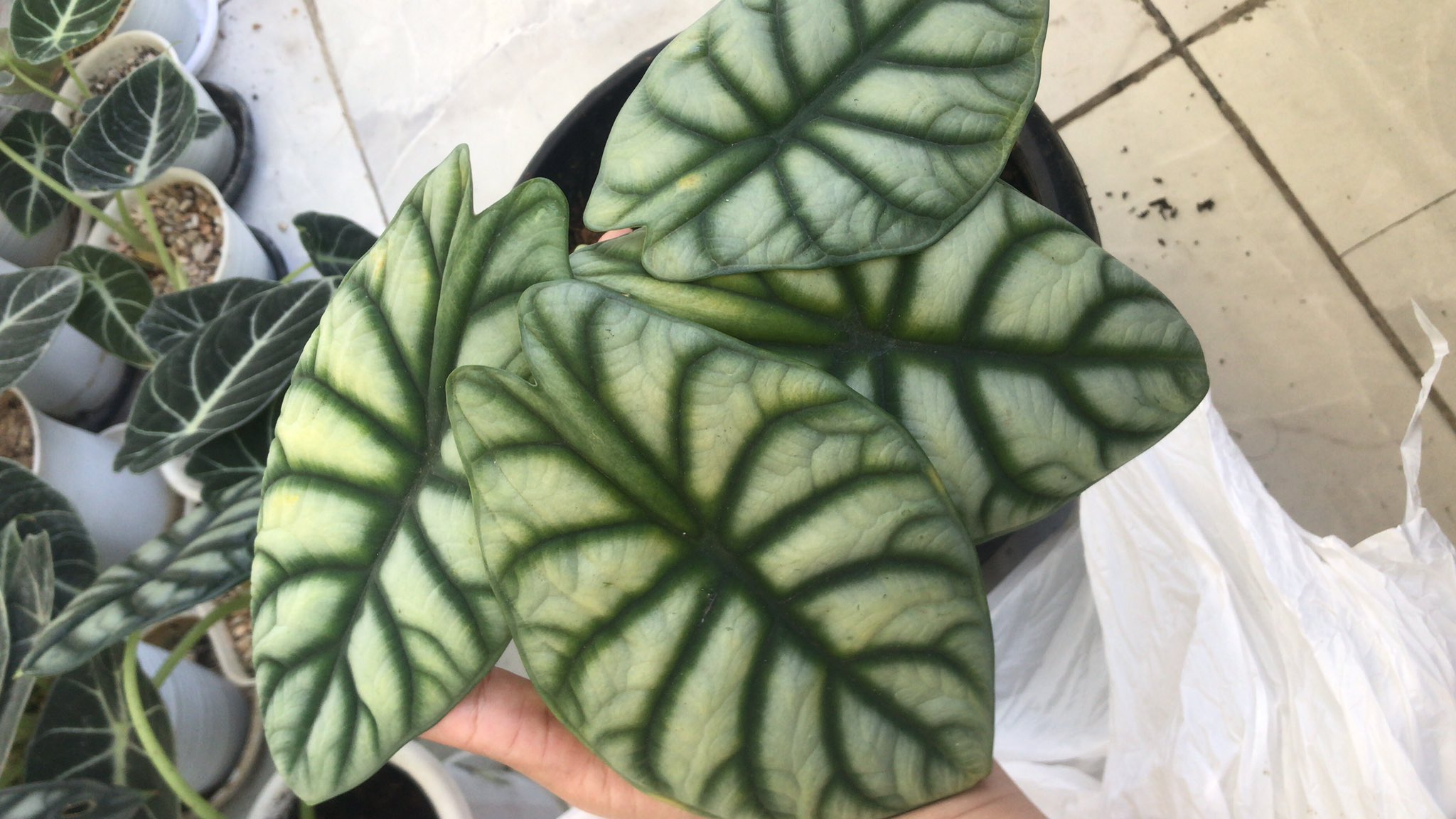 Алоказия Dragon Scale