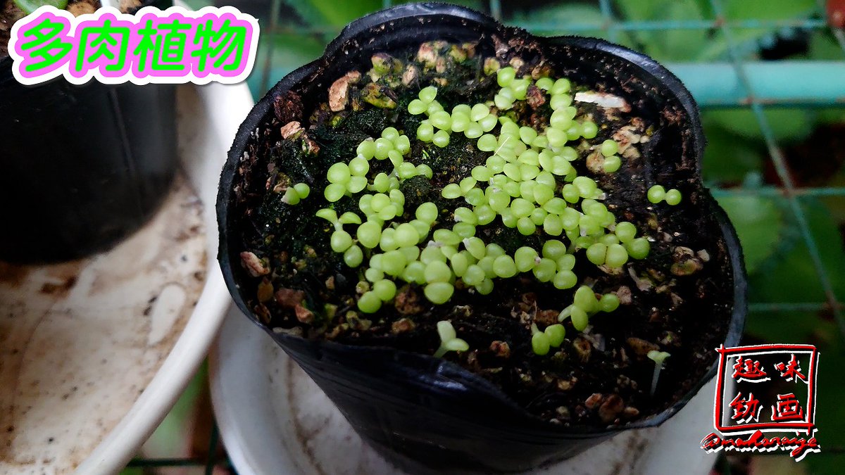 趣味動画 多肉植物 園芸 今週の多肉ちゃんたち 桜吹雪 種まきから３週間後の様子 とりあえず 外に出してみた 親株の方では 蕾がまた出てきたので 今度こそ花咲く所を見たい 成長の様子 T Co 1hpahs7gcy T Co