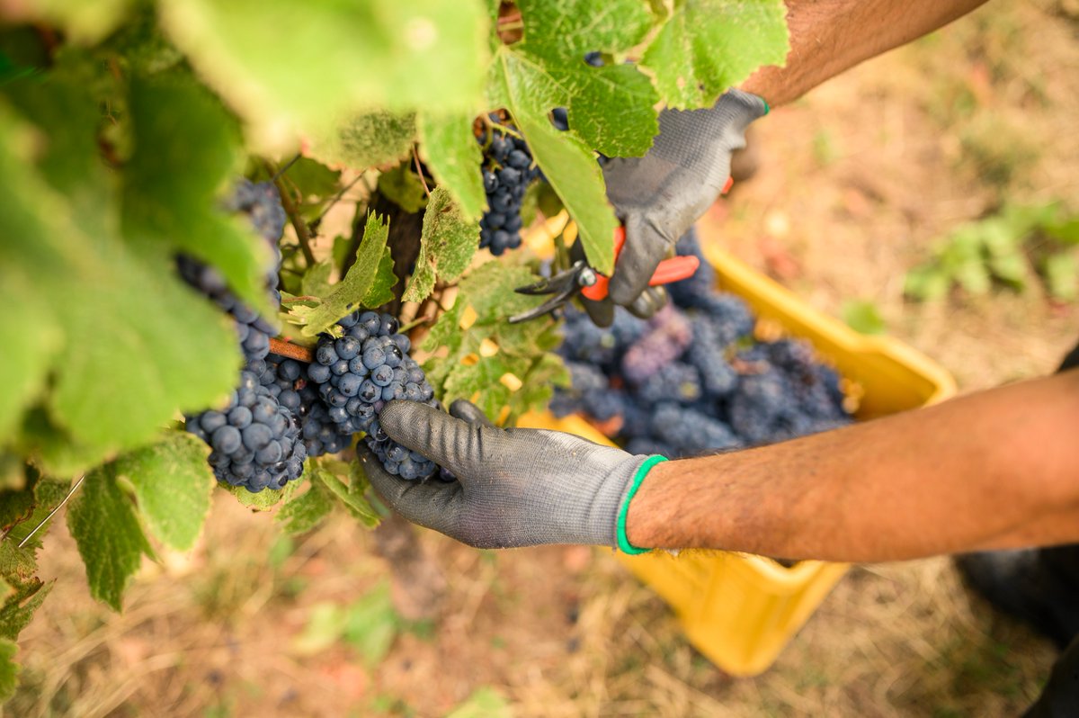 Il momento più atteso dell'anno è arrivato: oggi 16.08.2021 in #Franciacorta è iniziata la vendemmia!
