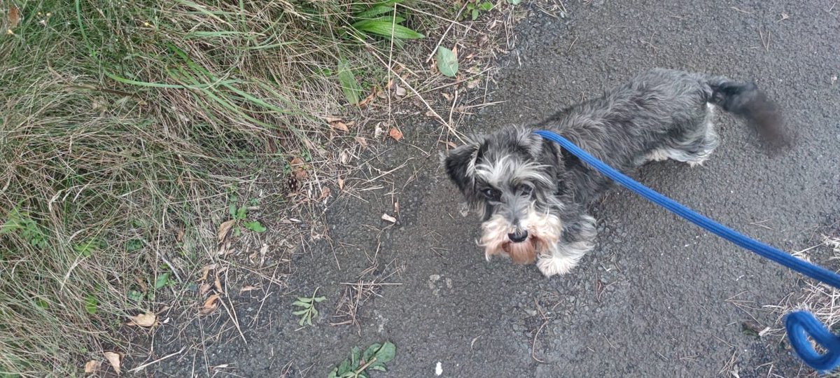 ClaralW93's tweet photo. Judith and Mabel out for a lovely walk this weekend #WeActiveChallenge #AHPsActive #myphysicalphoto https://t.co/I0ztDKHI3X