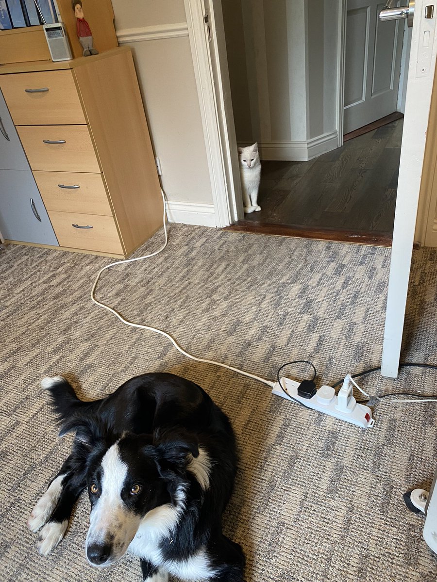NiallHeenan's tweet photo. That feeling when someone takes your favourite spot…#wfhwithpets #dogslife @ThomBreathnach Ignore the trip hazard please! #WFH https://t.co/pUsqJViW2P