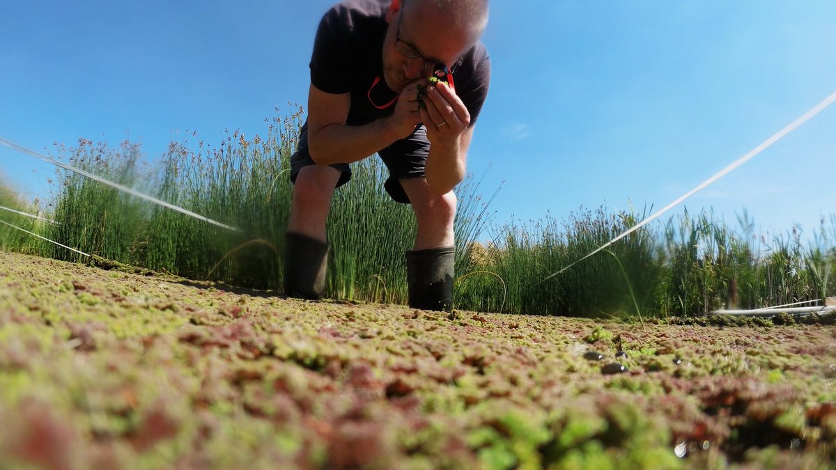 In de teeltvakken bij het Zuiderveen staan enkele teeltvakken met azolla gevuld. Hoe gaat het met deze azollateelt?
👉tinyurl.com/jezswn4u

#natteteelten #bodemdaling #innovatieprogrammaveen