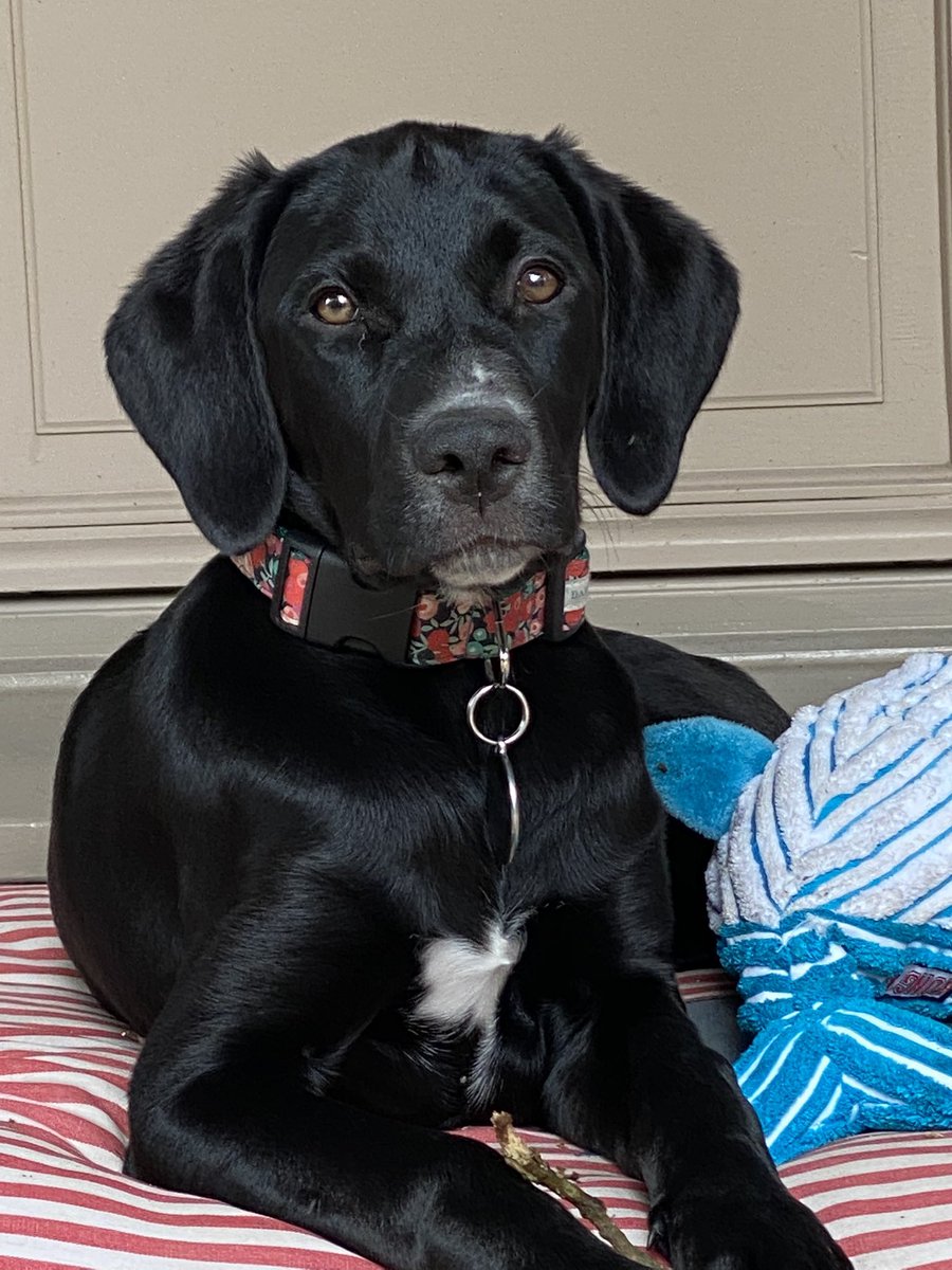 Abandonnez un chien c’est se priver de la seule chose qui vous aimera quoiqu’il arrive toute sa vie, en cas de coups dures il sera là pour vous réconforter . Il faut être fou pour abandonner un animal. Avant de le faire ayez le courage d appeler un ami qui trouvera une solution.