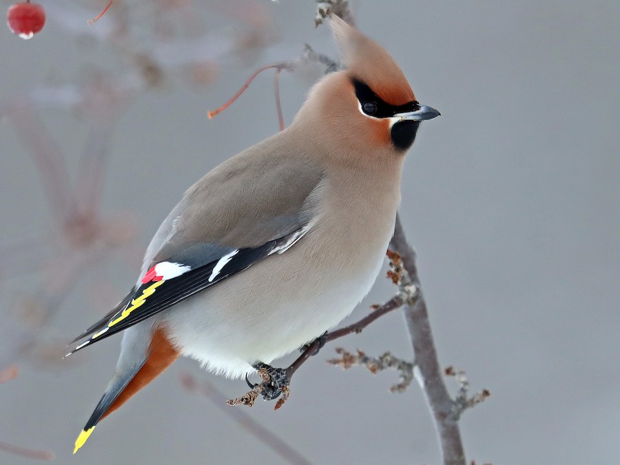 sebesx's tweet photo. a pudgy bohemian waxwing :) the original/reference photo is by Daniel Jauvin and I found it on ebird.ord https://t.co/zvMbtEQ0eX
