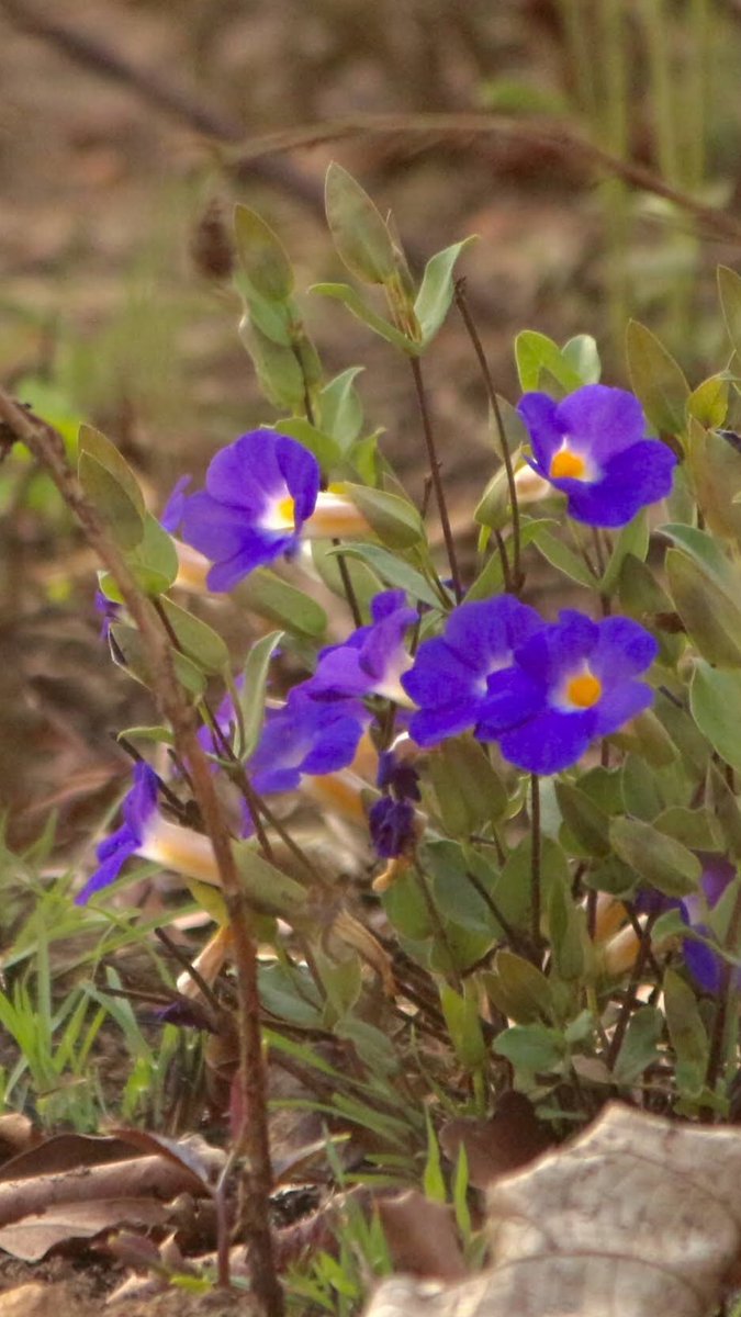 vrundavs's tweet photo. Best part of #wildflowers~~~ they are found when you least expect it💗💜 #WildflowerHour
#pinkispretty #shadesofpurple #ontrails https://t.co/KWHsUQYcVL