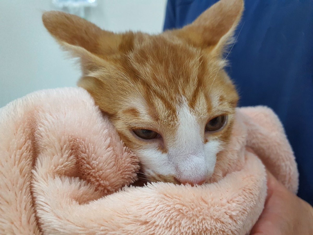 Adopt_Mulberry's tweet photo. 살구는 오늘 2차접종과 애드보킷 진행했어요! 아직 3개월도 안됐는데 1.44kg...~ 왕고양이의 싹이 보입니다 https://t.co/TN49aCqnVV