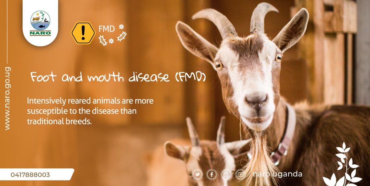 narouganda's tweet photo. Foot and mouth disease (FMD) is a severe, highly contagious viral livestock disease with a significant economic impact. The disease affects cattle, swine, sheep, goats and other cloven-hoofed ruminants. https://t.co/TjgUomQ2fm
