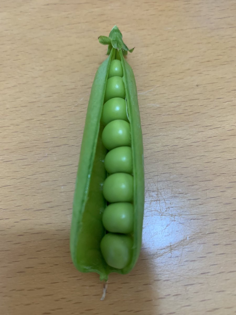 truffletruffle's tweet photo. What’s for dinner …..mmm let me think …. That will be peas … nothing more perfect ! https://t.co/nyyMAC7fIj