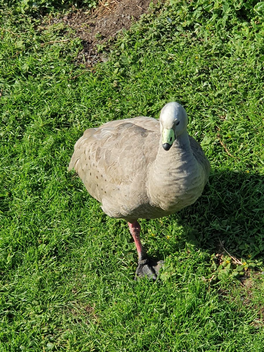 truwealthadvice's tweet photo. Does anyone know what bird this is? Location philipp island 😀 https://t.co/BGheqrWZEX